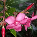 Orion בית הארחה